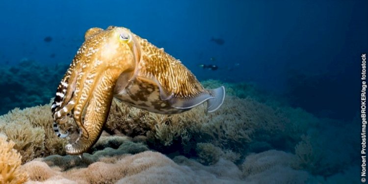 THE COLOR CHANGING ABILITY OF THE  CUTTLEFISH