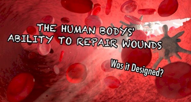 THE HUMAN BODY ABILITY  TO REPAIR WOUNDS