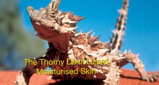 The Thorny Devil Lizard’s Moisture-Extracting Skin