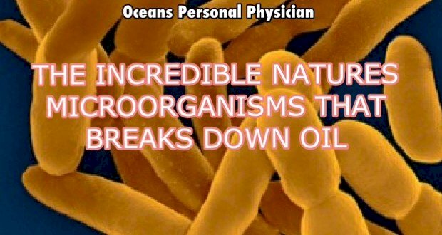 INCREDIBLE NATURES MICROORGANISMS THAT BREAKS DOWN OIL