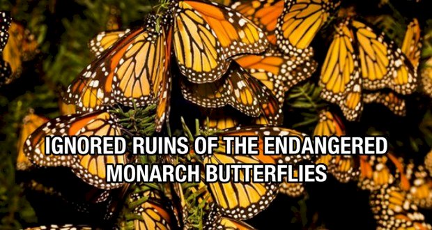 IGNORED RUINS OF THE ENDANGERED MONARCH BUTTERFLIES