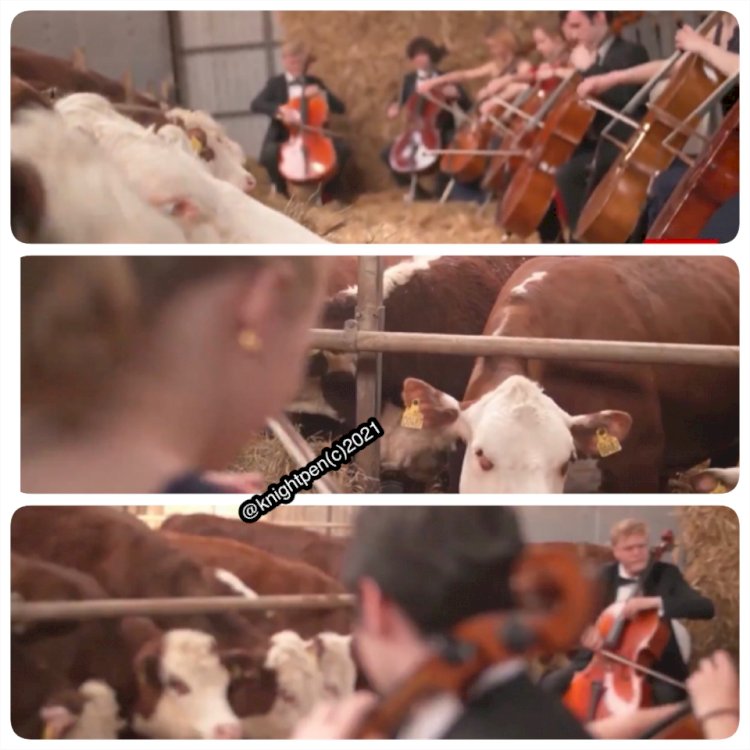 SCANDINAVIAN CELLO STUDENT GIVE A FREE CONCERT TO COWS