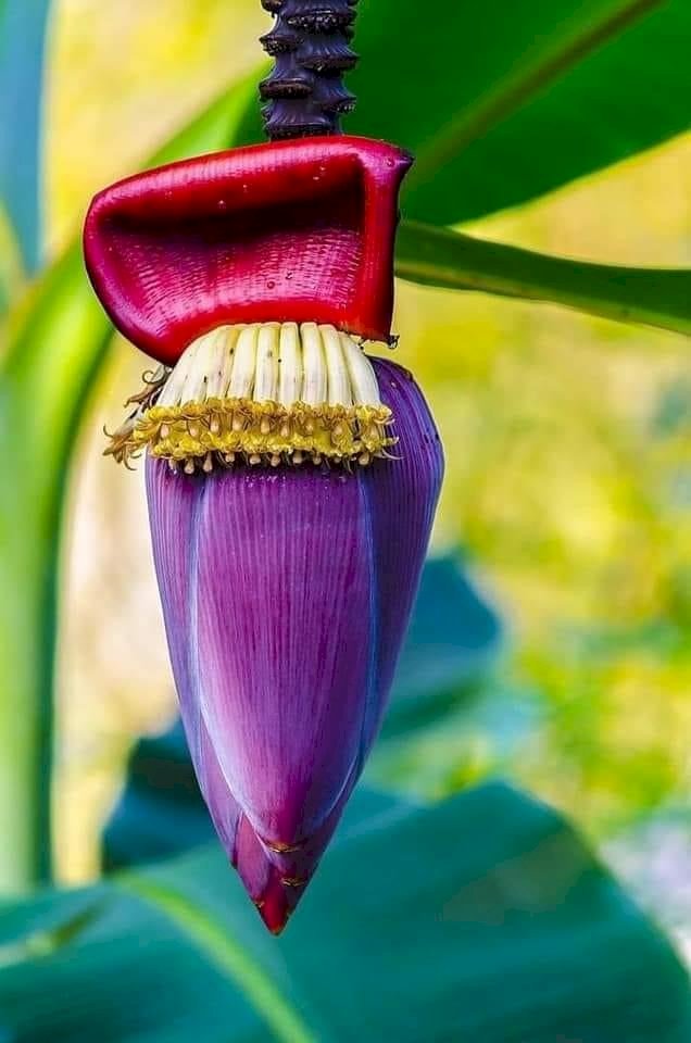 READ ABOUT THE BENEFITS OF BANANA FLOWERS
