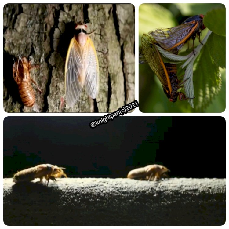 MILLIONS OF CICADAS ARE BUZZING FOR THIER FINAL ROUNDS AFTER 17YEARS UNDERGROUND